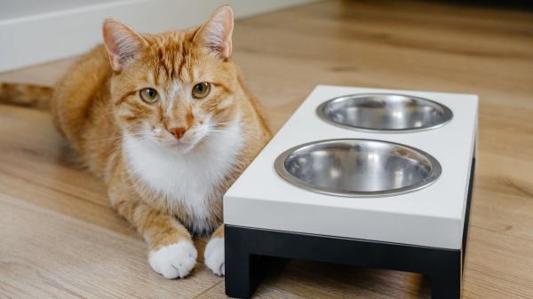 Qué es el bisfenol A y por qué los gatos de interior lo tienen en mayor cantidad: ¿deberías preocuparte? - Pequeños cambios que pueden proteger a tu gato del bisfenol A