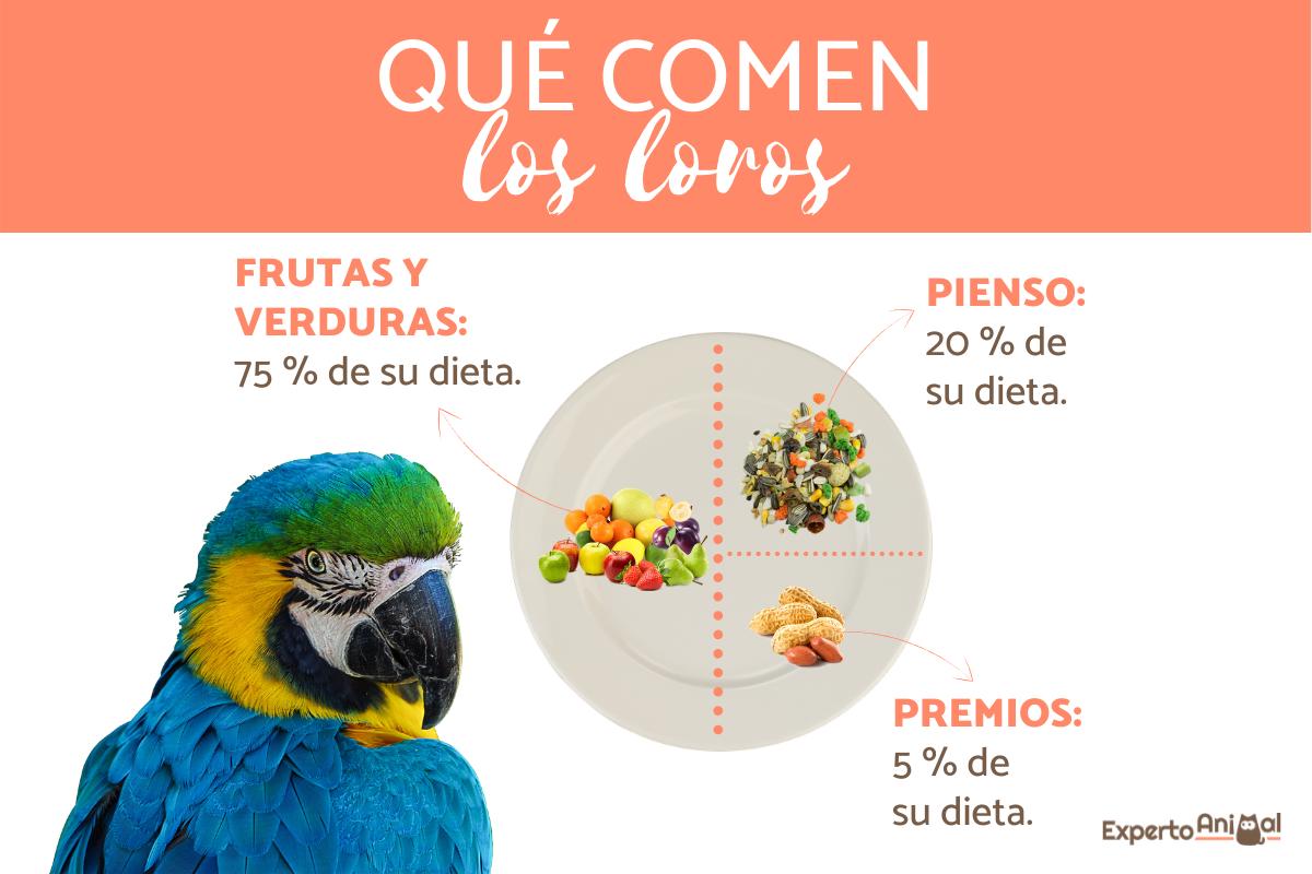 ¿Qué comen los loros?