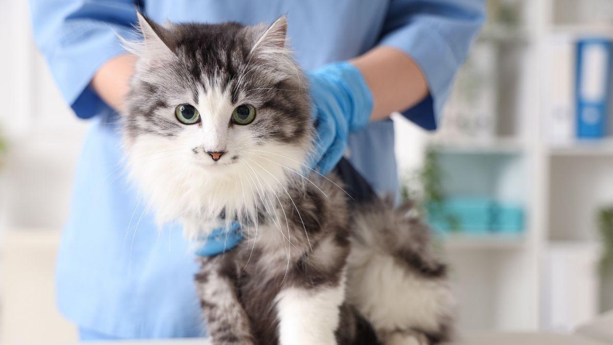 Qué es el bisfenol A y por qué los gatos de interior lo tienen en mayor cantidad: ¿deberías preocuparte?