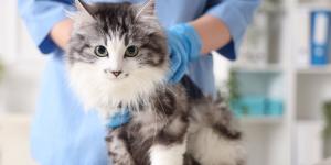 Qué es el bisfenol A y por qué los gatos de interior lo tienen en mayor cantidad: ¿deberías preocuparte?