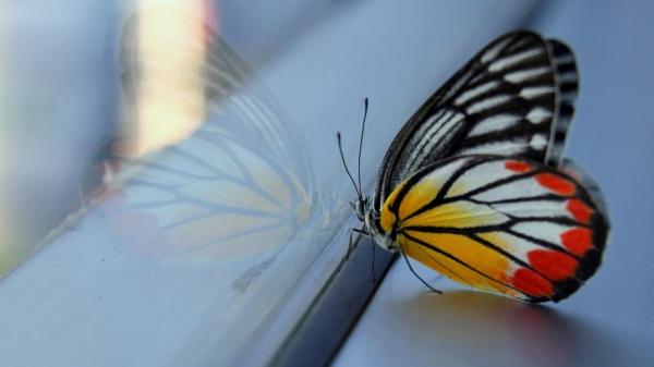 Si aparecen mariposas en tu casa, esto es lo que realmente significa (y cómo puedes protegerlas) - Así puedes ayudar a una mariposa a salir de casa sin hacerle daño