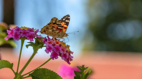 Si aparecen mariposas en tu casa, esto es lo que realmente significa (y cómo puedes protegerlas) - Claves para atraer mariposas al jardín o balcón sin que entren en casa