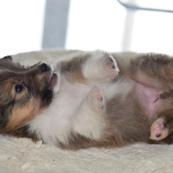 cómo puedo ayudar a mi cachorro en la primera noche