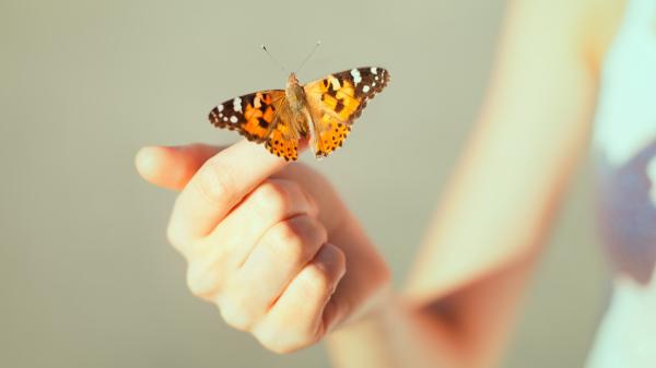 Si aparecen mariposas en tu casa, esto es lo que realmente significa (y cómo puedes protegerlas) - El verdadero significado de que entren mariposas en tu casa: luz, alimento y refugio