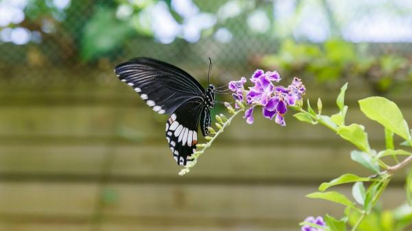 Si aparecen mariposas en tu casa, esto es lo que realmente significa (y cómo puedes protegerlas) - Las mariposas como indicador de un entorno saludable