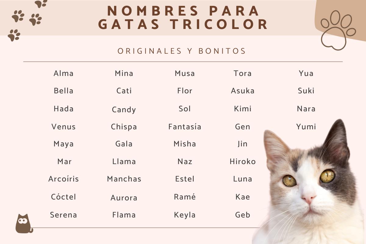 Nombres para gatas tricolor