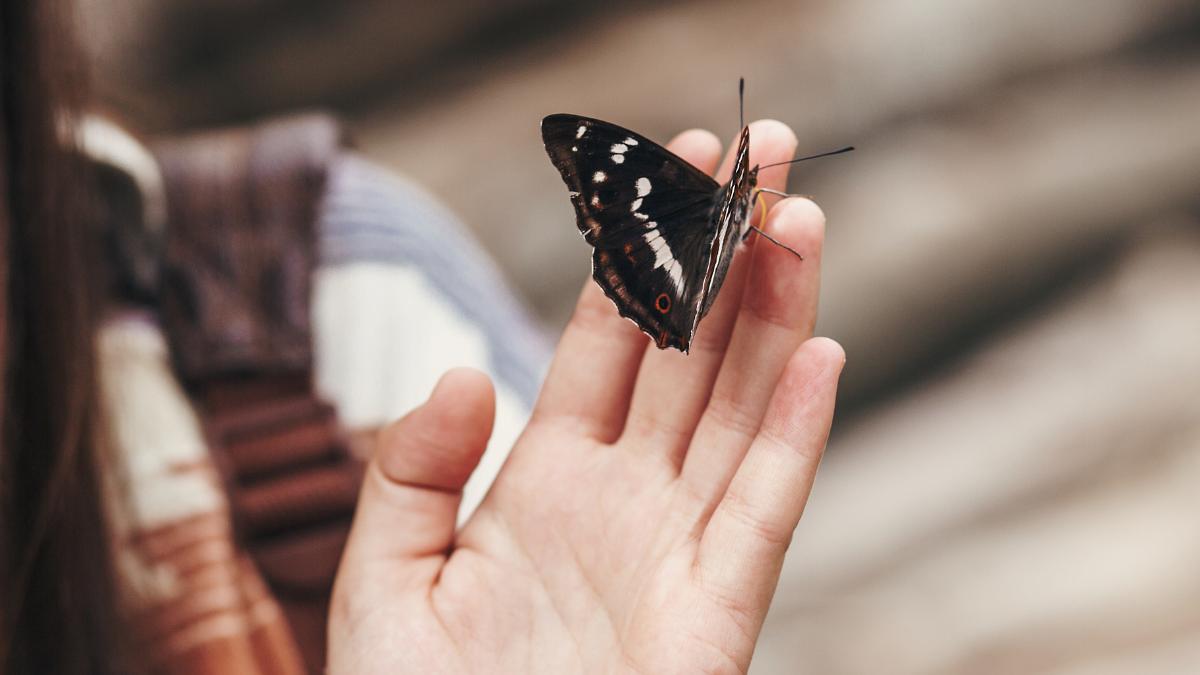 Si aparecen mariposas en tu casa, esto es lo que realmente significa (y cómo puedes protegerlas)