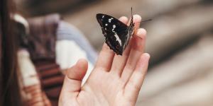 Si aparecen mariposas en tu casa, esto es lo que realmente significa (y cómo puedes protegerlas)