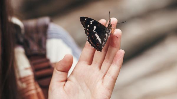 Si aparecen mariposas en tu casa, esto es lo que realmente significa (y cómo puedes protegerlas)