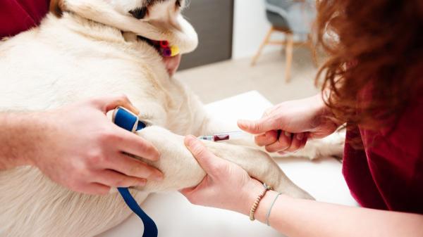 Los perros y gatos también pueden donar sangre: Italia ya regula las donaciones, mientras España avanza más lento - Así funciona en Italia la donación de sangre en perros y gatos