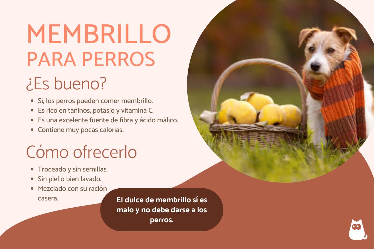¿Los perros pueden comer membrillo?