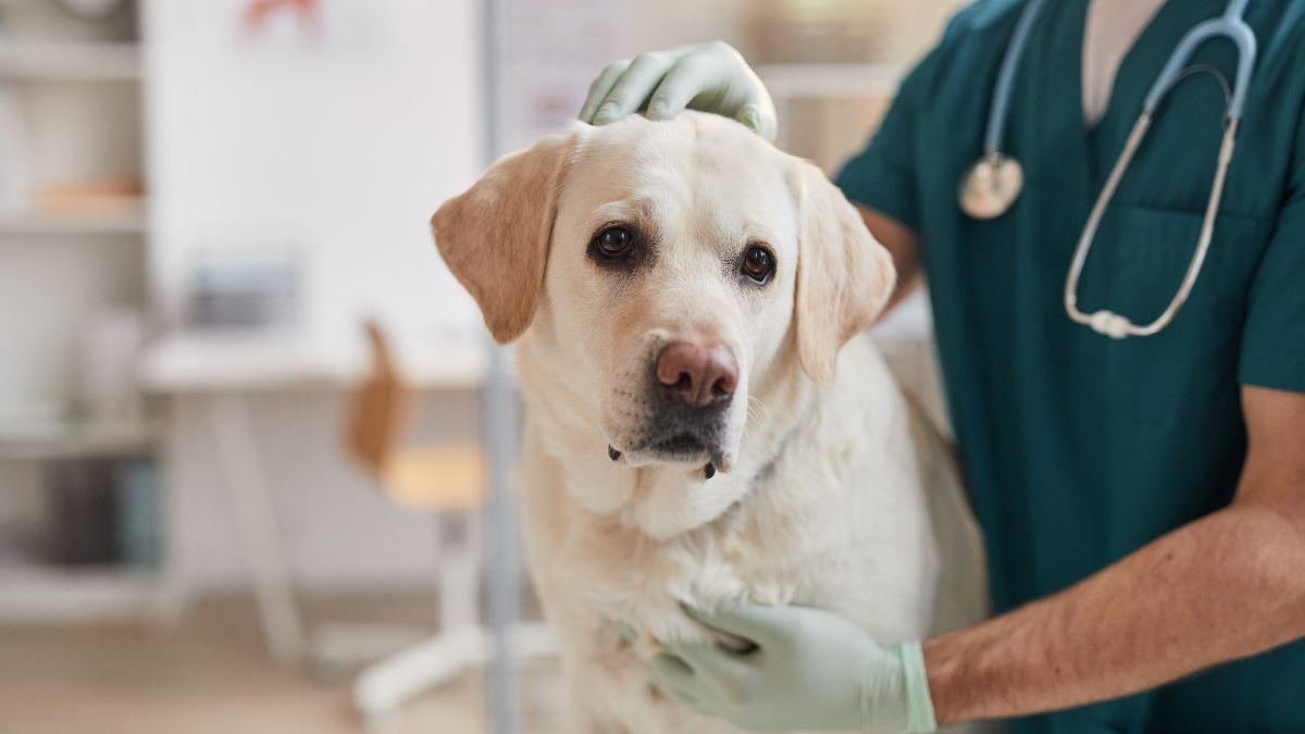 Los perros y gatos también pueden donar sangre: Italia ya regula las donaciones, mientras España avanza más lento