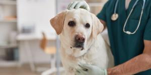 Los perros y gatos también pueden donar sangre: Italia ya regula las donaciones, mientras España avanza más lento