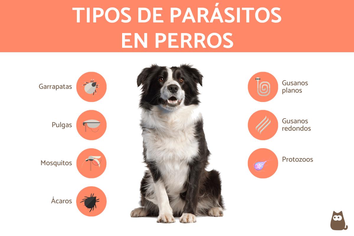 Parásitos en perros: tipos, síntomas y tratamientos