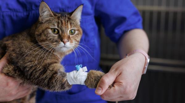 Los perros y gatos también pueden donar sangre: Italia ya regula las donaciones, mientras España avanza más lento - Registros de donantes y campañas: el modelo internacional que España aún no tiene