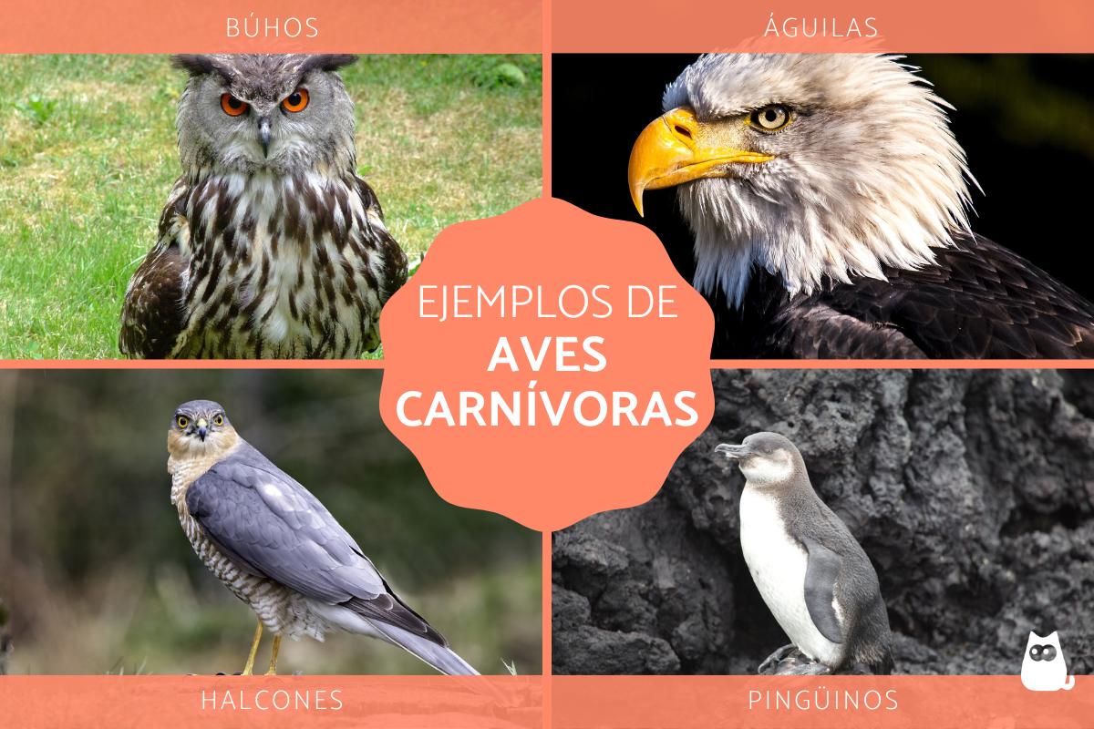 Aves carnívoras - Características y ejemplos