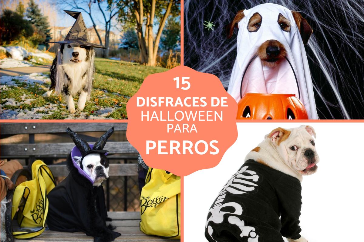 Disfraces de Halloween para perros