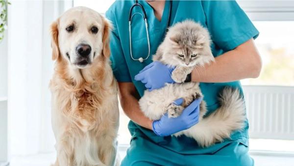 Veterinarios y científicos coinciden: la música que pongas en casa puede reducir el estrés de tu perro o tu gato - La razón por la que cada vez más veterinarios recomiendan poner música en casa a las mascotas