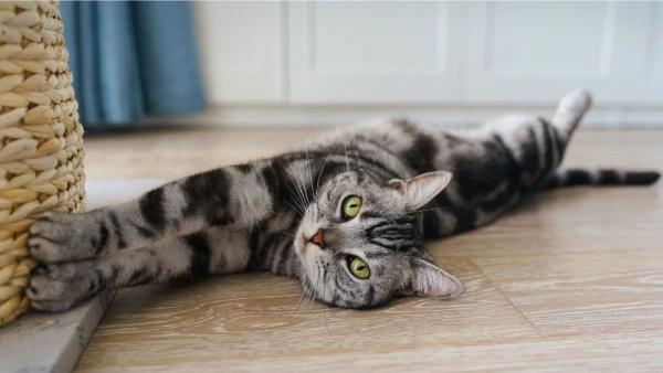 Veterinarios y científicos coinciden: la música que pongas en casa puede reducir el estrés de tu perro o tu gato - Los sonidos que más calman a los gatos y ayudan a reducir su estrés
