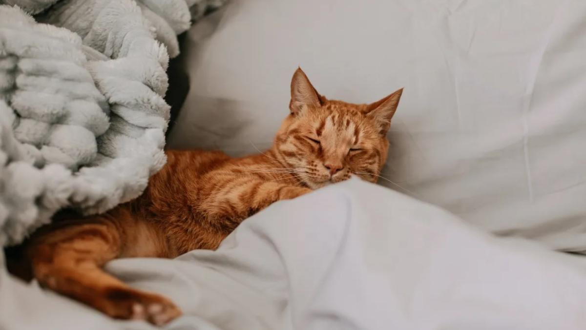 Veterinarios y científicos coinciden: la música que pongas en casa puede reducir el estrés de tu perro o tu gato