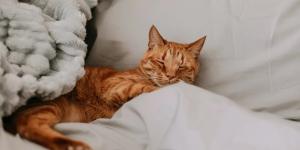 Veterinarios y científicos coinciden: la música que pongas en casa puede reducir el estrés de tu perro o tu gato