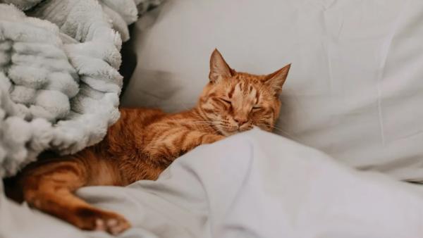 Veterinarios y científicos coinciden: la música que pongas en casa puede reducir el estrés de tu perro o tu gato