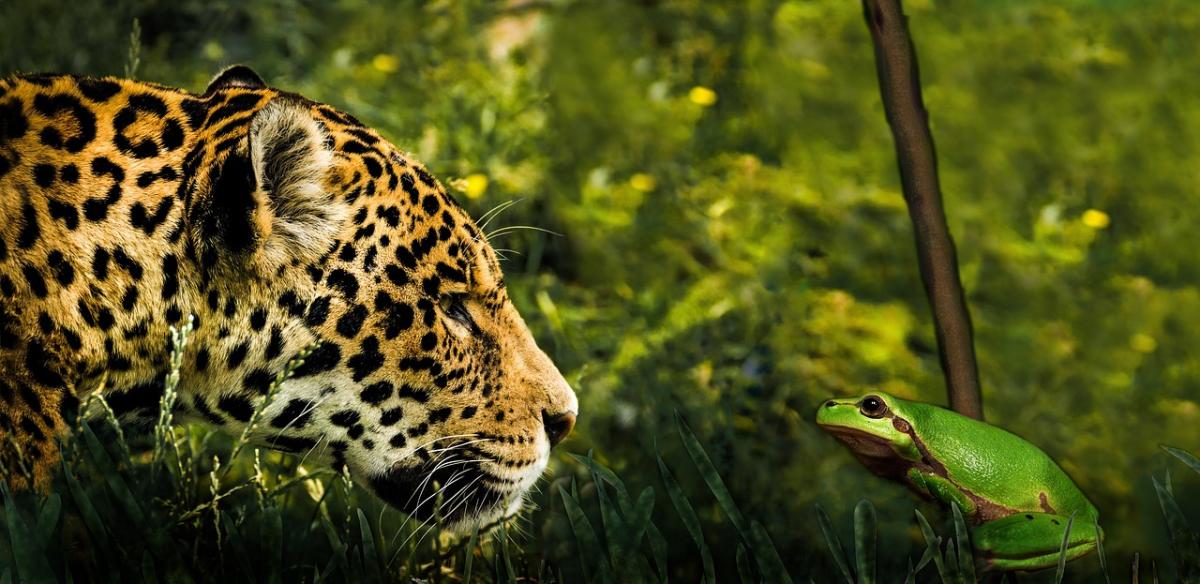 Los 11 animales más peligrosos del Amazonas
