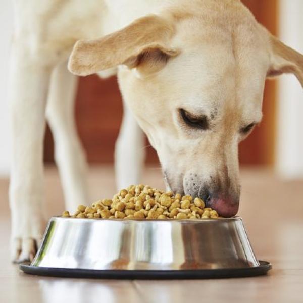 como hago para que mi perro coma mas lento