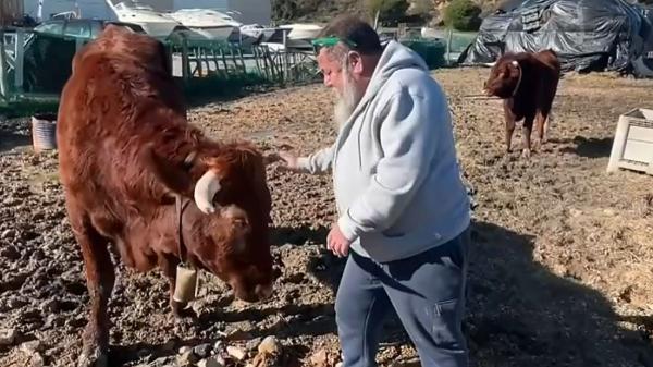 Un vecino de Lepe evita el sacrificio de sus dos vacas: la justicia las reconoce como animales de compañía - Así se ha evitado el sacrificio de las dos vacas Tiberia