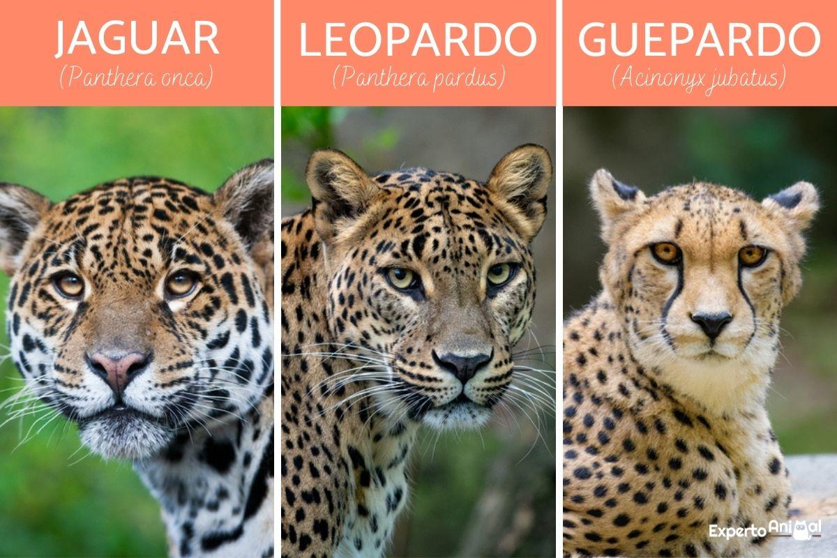 Diferencias entre jaguar, leopardo y guepardo