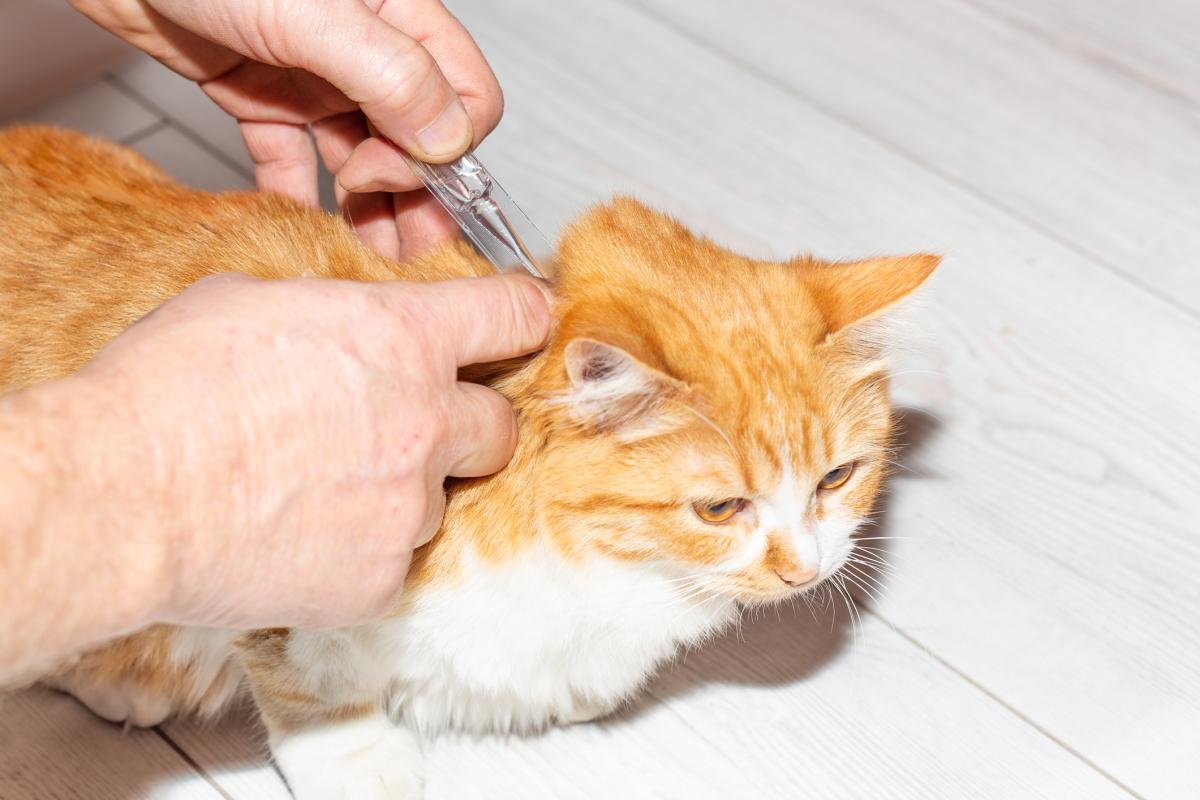 NexGard Combo para gatos - Prospecto y para qué sirve