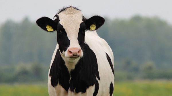 Un vecino de Lepe evita el sacrificio de sus dos vacas: la justicia las reconoce como animales de compañía - Un caso excepcional, pero no del todo inédito en los tribunales