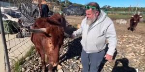 Un vecino de Lepe evita el sacrificio de sus dos vacas: la justicia las reconoce como animales de compañía
