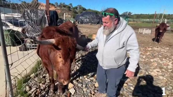 Un vecino de Lepe evita el sacrificio de sus dos vacas: la justicia las reconoce como animales de compañía