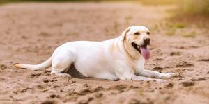 Adrián Conde, veterinario: “La solución al sobrepeso de tu perro no pasa por darle menos comida”