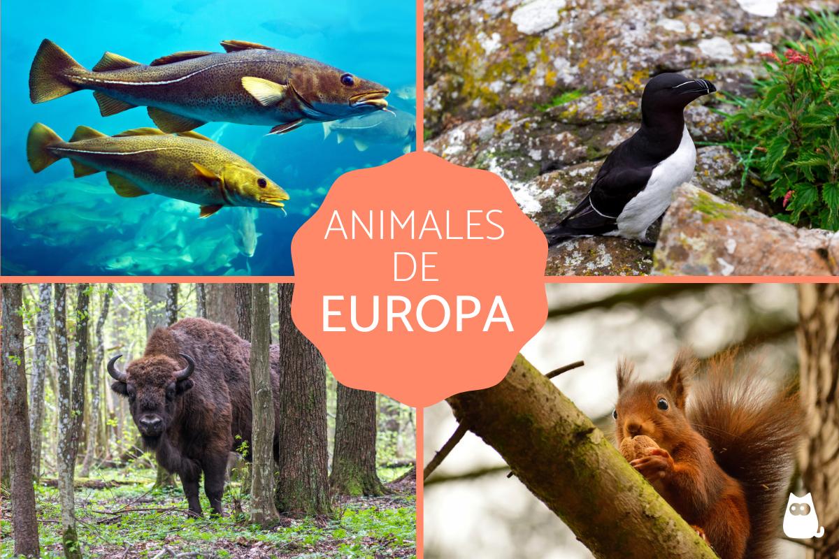 Animales de Europa
