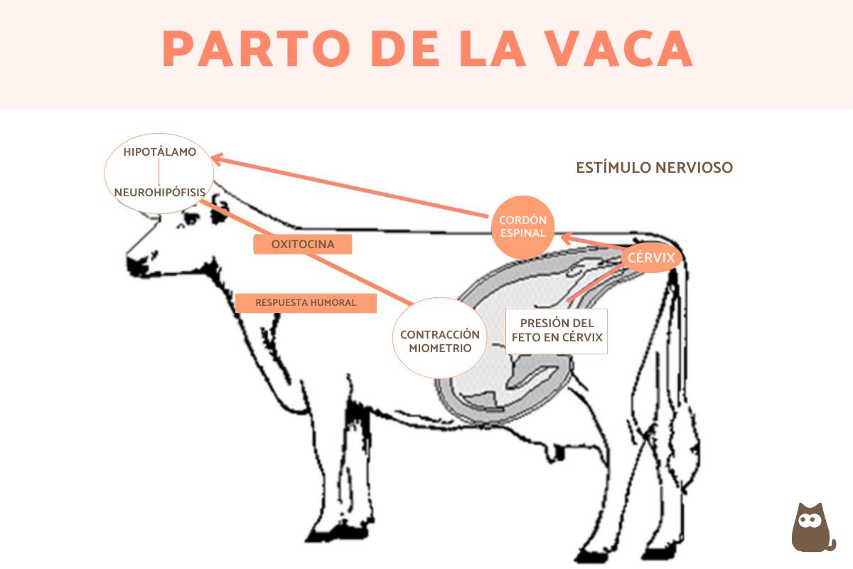 ¿Cuánto tarda en parir una vaca primeriza?