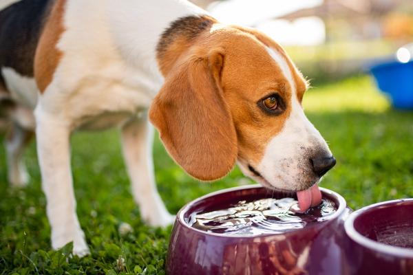 Los beneficios de darle a tu perro comida cocinada -