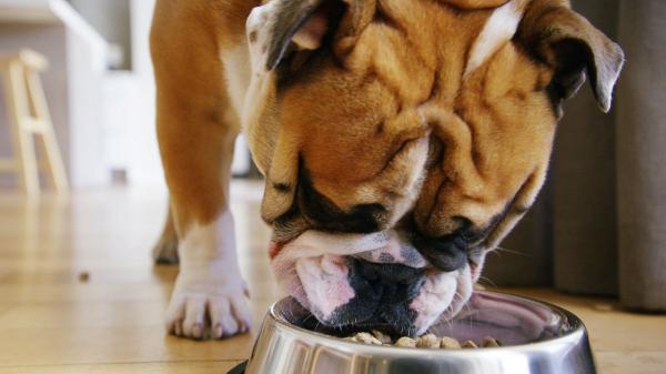 Adrián Conde, veterinario: “La solución al sobrepeso de tu perro no pasa por darle menos comida” - Una alimentación de mayor calidad es mucho más efectiva que dejar de comer