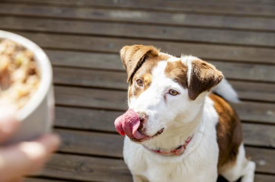 Los beneficios de darle a tu perro comida cocinada - Ventajas de la comida cocinada para perros