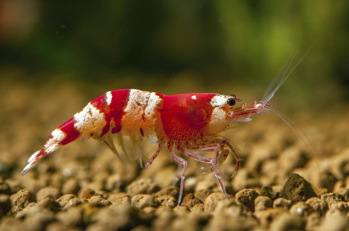 Cuidados de las gambas de acuario