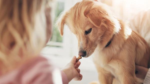 Juan Manuel Liquindoli, educador canino: “Los perros no aprenden solo con un ‘no’, primero hay que enseñarles la alternativa” - El perro necesita alternativas para canalizar su energía 