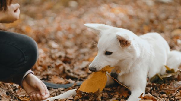 Juan Manuel Liquindoli, educador canino: “Los perros no aprenden solo con un ‘no’, primero hay que enseñarles la alternativa” - Es importante saber decir que no, pero haciendo entender al perro los motivos