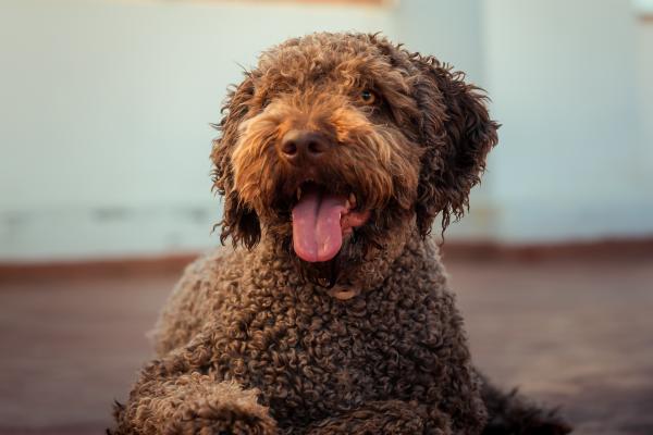 ¿Se puede tener un perro de agua en un piso? - ¿Es posible tener un perro de agua en un piso?