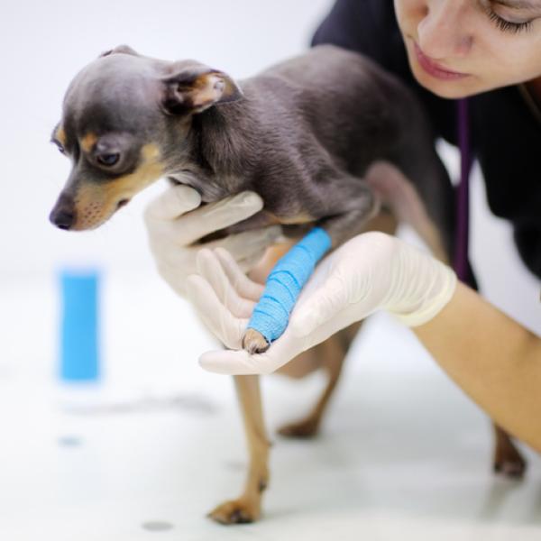 como saber si un cachorro tiene una pata rota