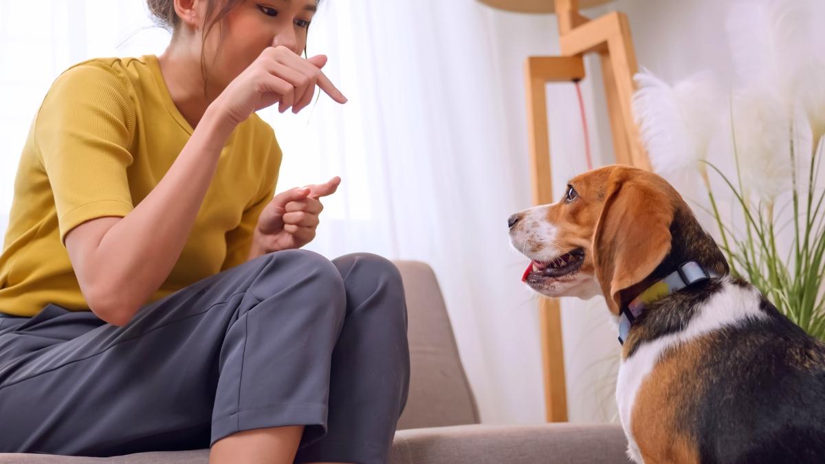 Juan Manuel Liquindoli, educador canino: “Los perros no aprenden solo con un ‘no’, primero hay que enseñarles la alternativa”