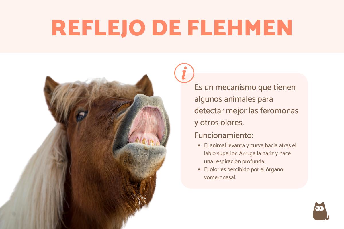 Reflejo de Flehmen - Qué es y qué animales lo tienen