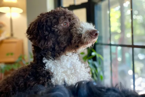 son buenos los perros de aguas de picardía