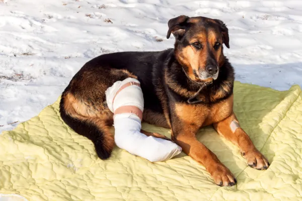 la pata de mi perro está rota o torcida