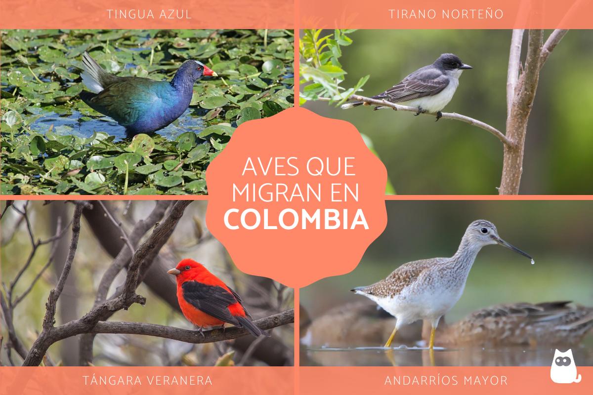 Aves migratorias en Colombia